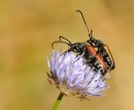 Insectes divers_149