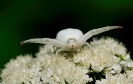 Insectes divers_14