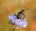 Insectes divers_150