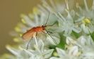Insectes divers_151