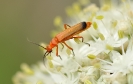 Insectes divers_152
