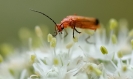 Insectes divers_153