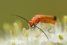 Insectes divers_154