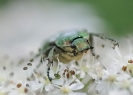  Insectes divers