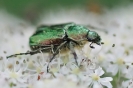 Insectes divers_156