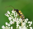 Insectes divers_157