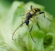 Insectes divers_158