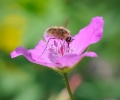 Insectes divers_159
