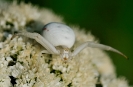 Insectes divers_15
