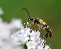Insectes divers_160