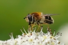 Insectes divers_161