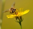 Insectes divers_162