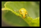 Insectes divers_163
