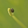 Insectes divers_164