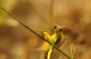 Insectes divers_165