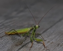 Insectes divers_166