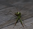 Insectes divers_167
