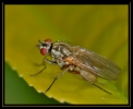 Insectes divers_168