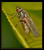 Insectes divers_169