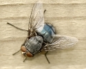 Insectes divers_170