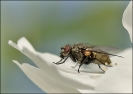 Insectes divers_171