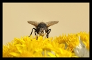 Insectes divers_172