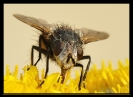 Insectes divers_173