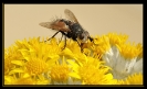 Insectes divers_174