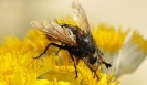Insectes divers_175
