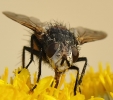 Insectes divers_176