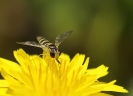Insectes divers_177