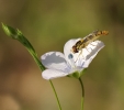 Insectes divers_178