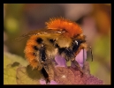 Insectes divers_17