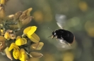 Insectes divers_18