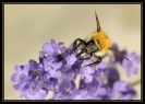 Insectes divers_19