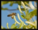 Insectes divers_1