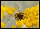 Insectes divers_20