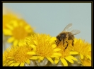 Insectes divers_21