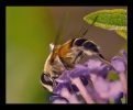 Insectes divers_23