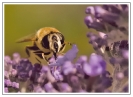 Insectes divers_24
