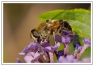Insectes divers_25