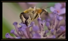 Insectes divers_26