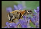 Insectes divers_27