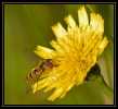 Insectes divers_28