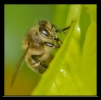 Insectes divers_2