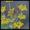 Insectes divers_30