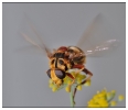 Insectes divers_32