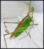 Insectes divers_33