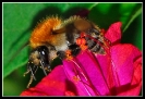 Insectes divers_34
