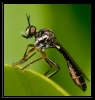 Insectes divers_35